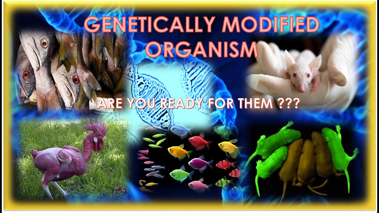 GENETICALLY MODIFIED ANIMALS: Weird but real