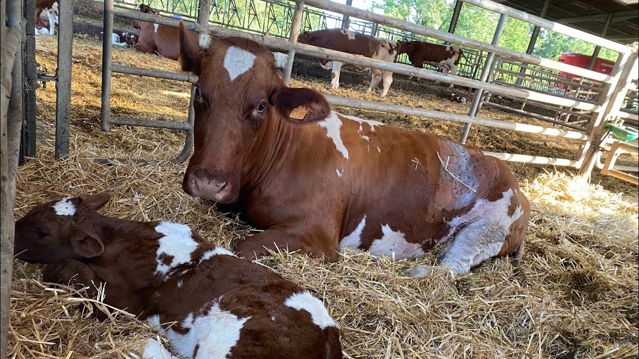 La naissance du petit veau! La ferme de l’Oulaie-P2-@ecolibridici