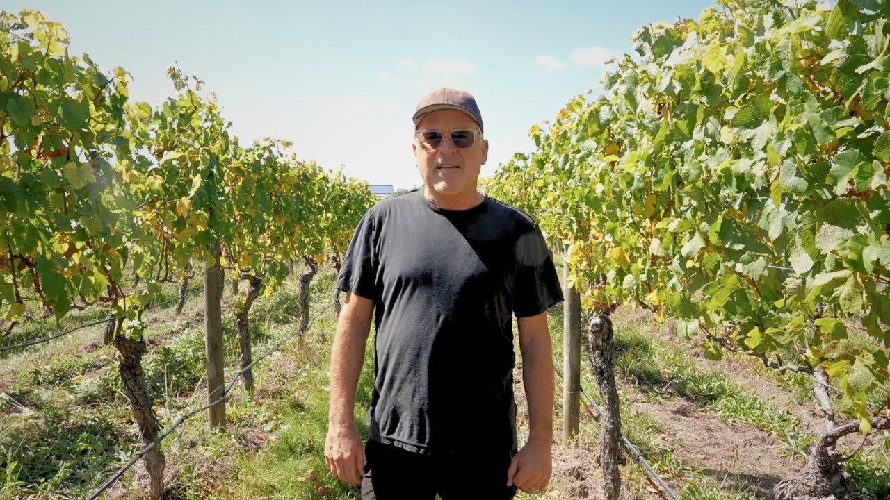 2025 Harvest at James' New Zealand Vineyard