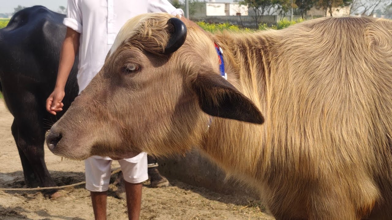 Watch piure Nili Ravi buffalo for sale sheraz Kharal 31.1.2026 03054257727