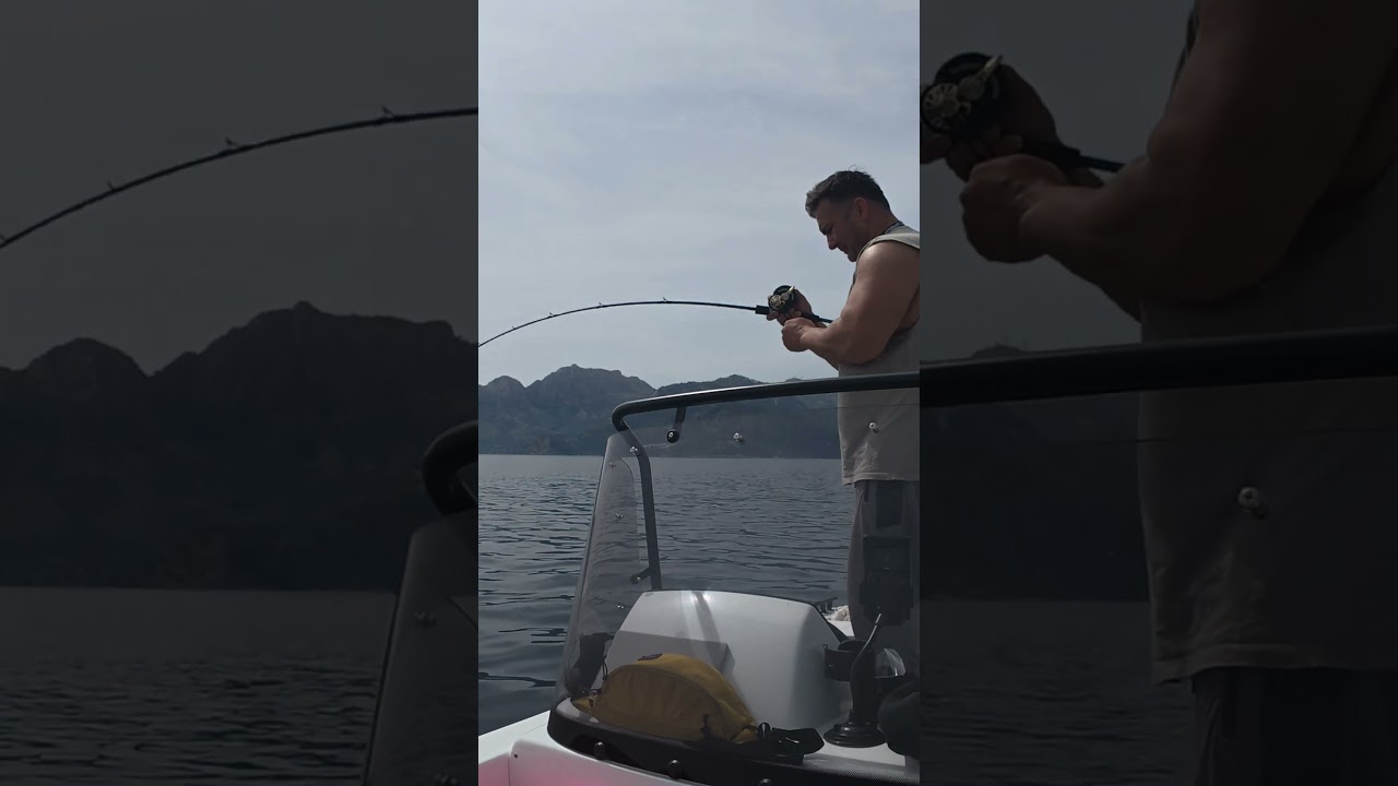 Canlı yemimize gelen balık #amt165r #fishing #tekne #balıkavı #fish #boating