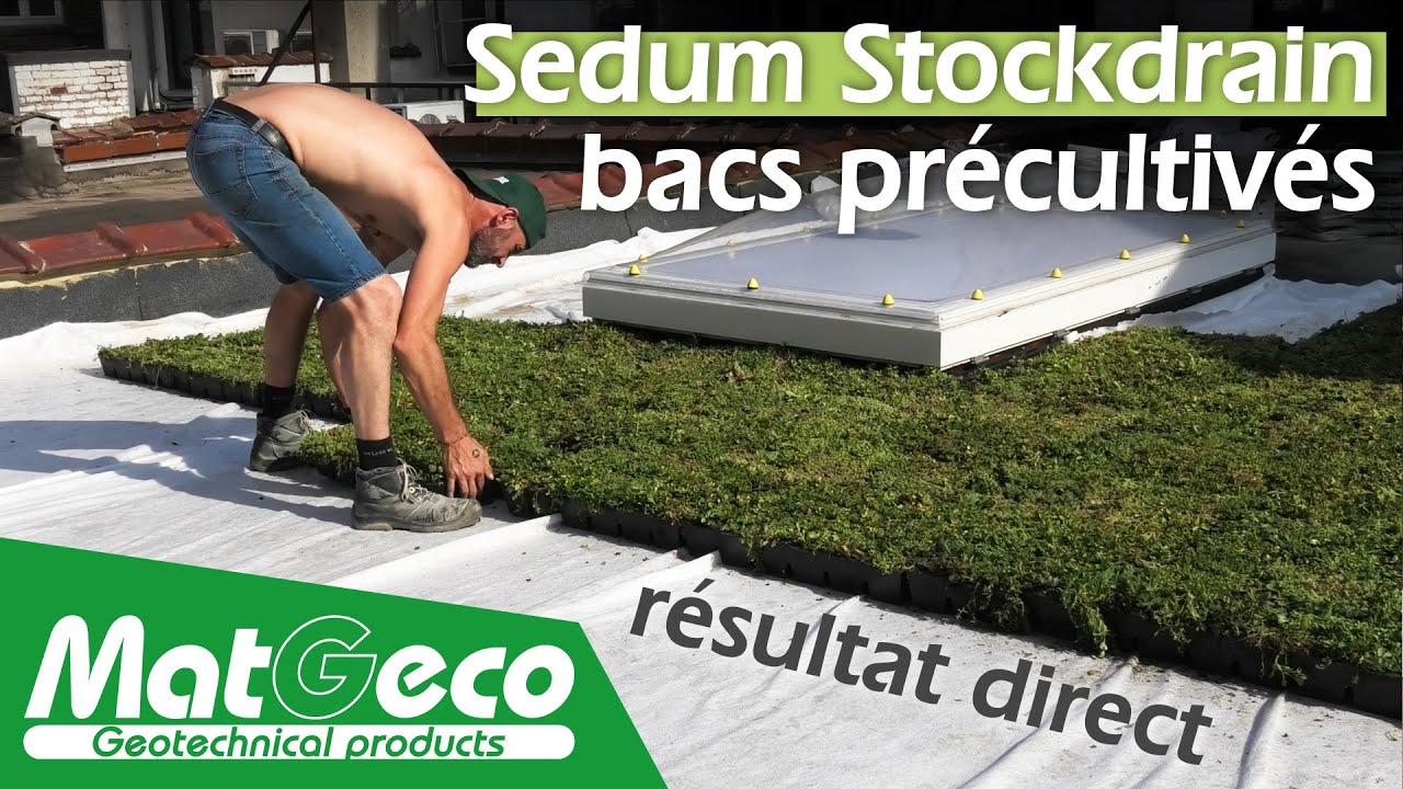 Réalisation d’une toiture verte à l’aide de bacs de Sedum précultivés : Sedum StockDrain