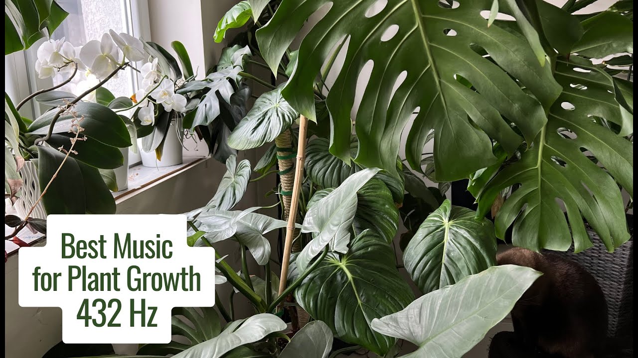 Best Music for Plant Growth 🌱 432 Hz Healing Frequency for Healthy Plants