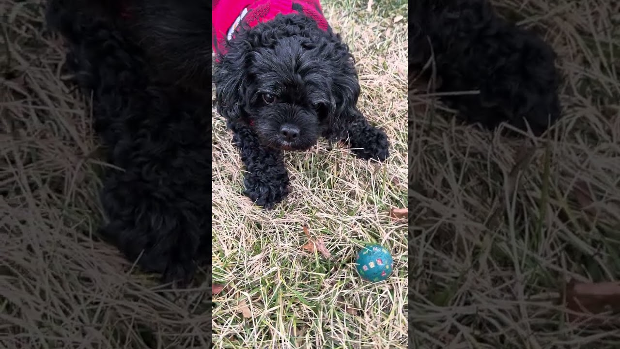 You Won’t Believe How FAST This Park Walk Turned Into Fun! 🐶😲
