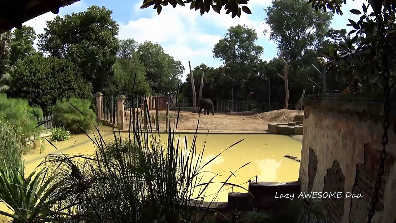 Sony Action CAM HDR-AS50R - Sample Video Direct Sun Low Light Melbourne ZOO Australia
