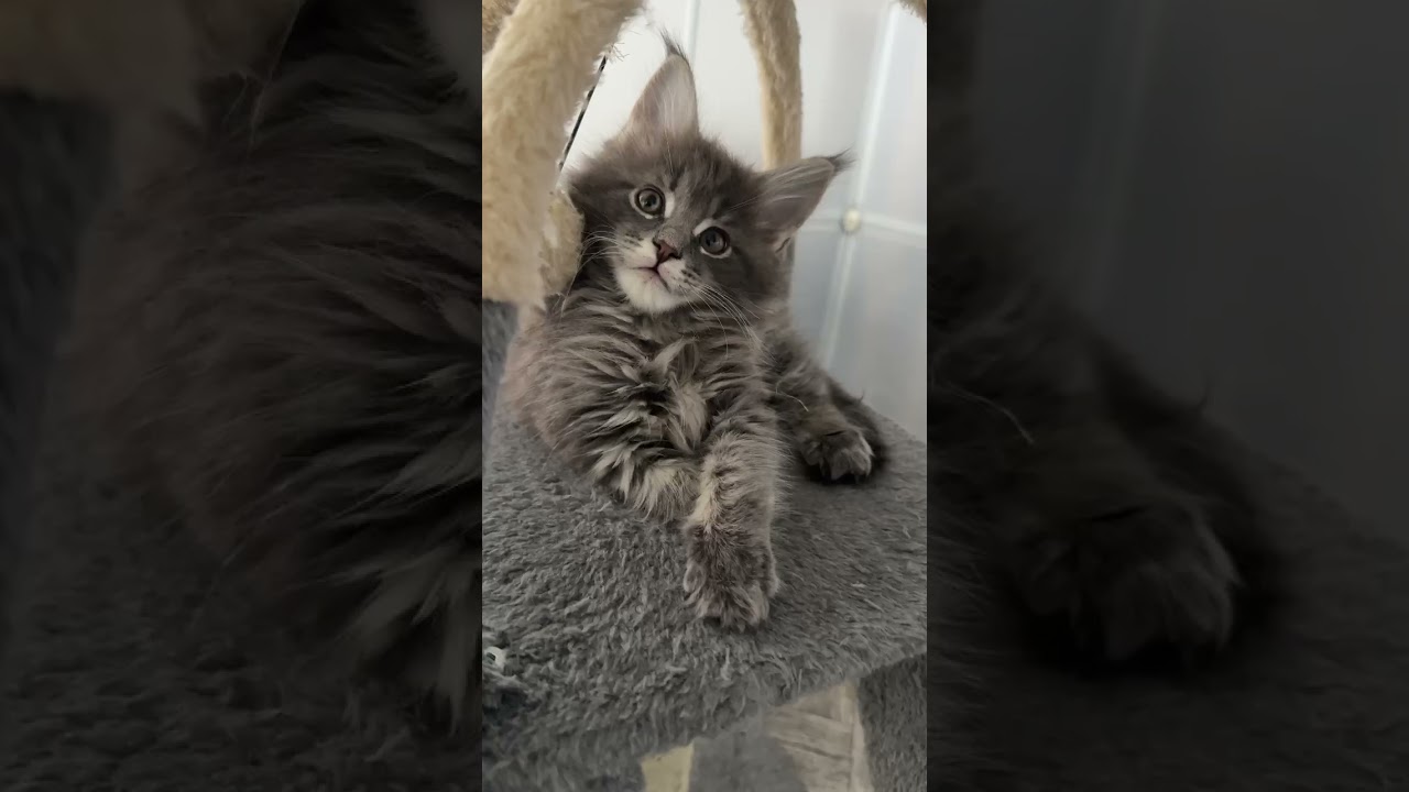 Maine Coon kitten #mainecoon #mainecooncat #kitten #tabbycat #shorts #cat #cute