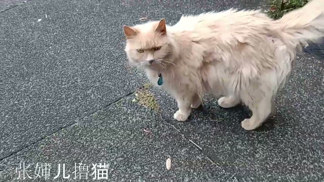 路遇一只长毛猫，看着胖胖的，但撸起来才知道是个排骨精。长毛猫还有点闷骚，叫了一会儿才过来，过来之后也是一副欲拒还迎的样子。让张婶儿摸两把后扭头就走，又不走远，整个一推拉高手！