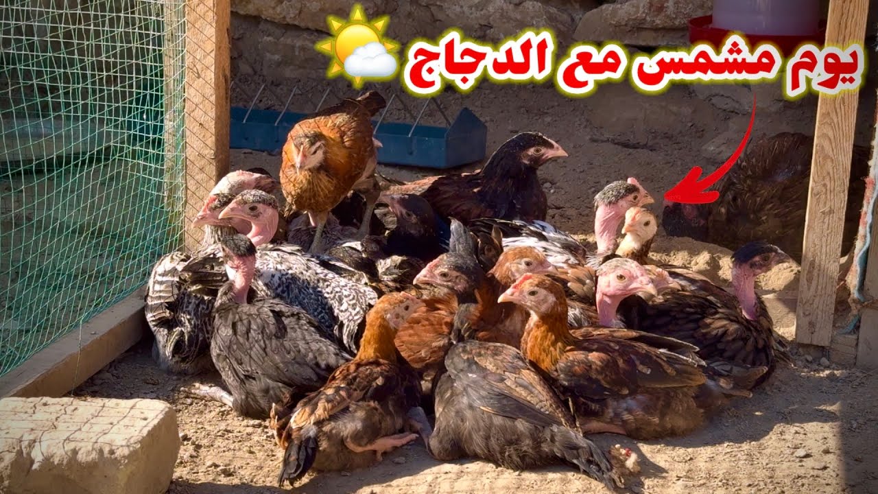 يوميات الدجاج🐔ترقيد دجاجتين(تكريك) + فحصت البيض 🥚
