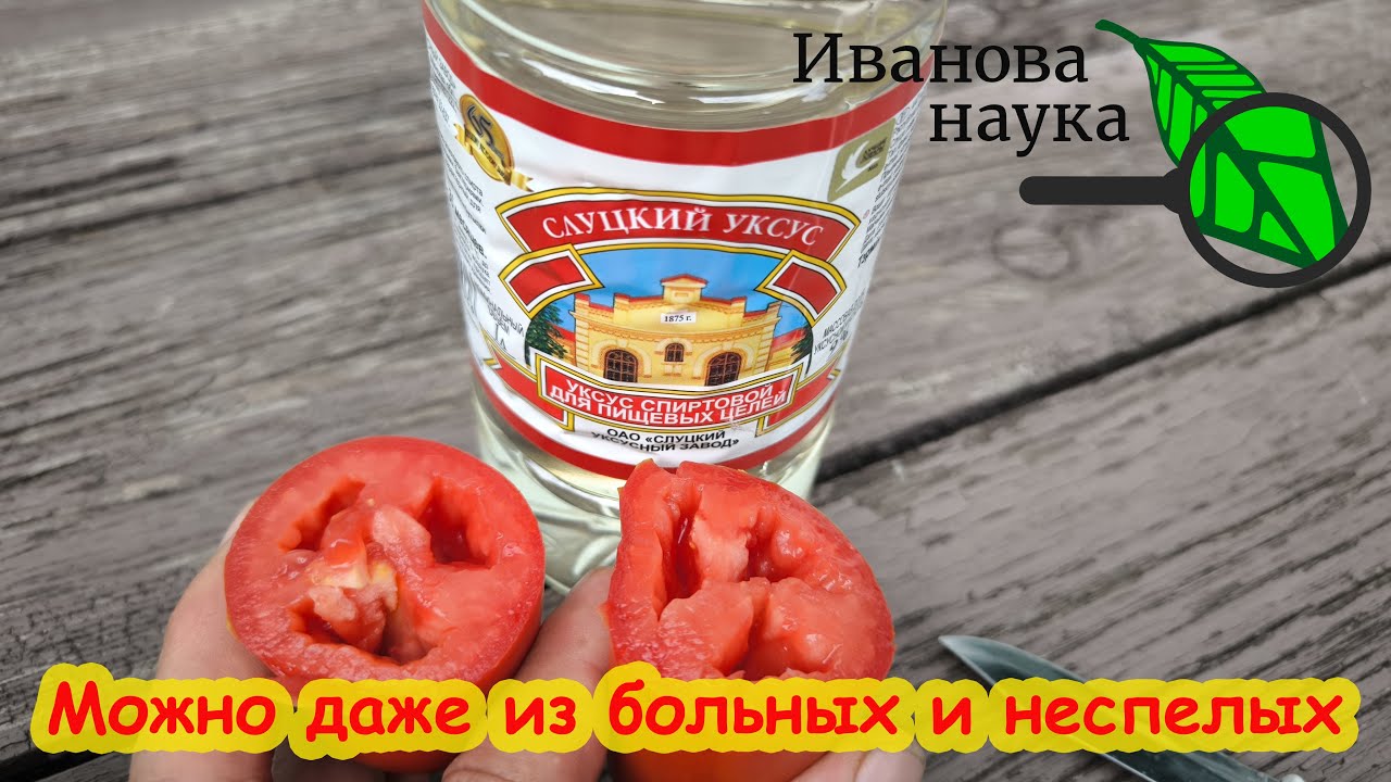 СЕМЕНА ГОТОВЫ ЗА 4 ЧАСА. Сбор семян томатов - как это правильно сделать. Кислотный метод.