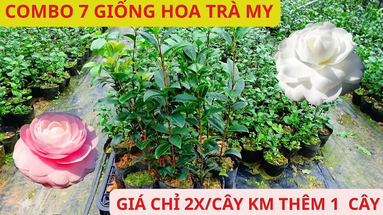 COMBO 7 GIỐNG TRÀ MY || KHUYẾN MÃI ĐẦU XUÂN 2026 || HOA TRÀ MY CỔ || 0968593245