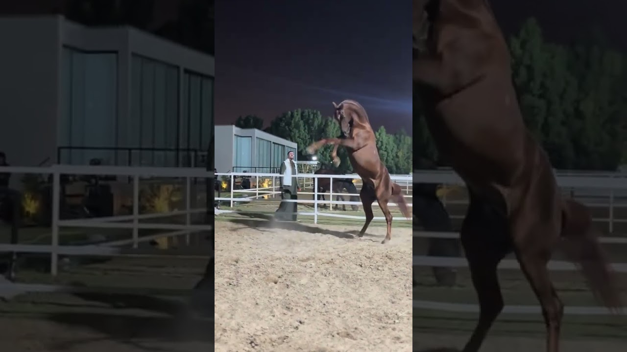 Арабский скакун . #arabianhorse Арабская лошадь #horse Arabianhorse #животные