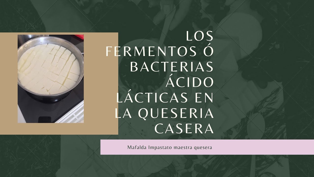Los fermentos o bacterias ácido lácticas en la elaboración de quesos en casa.