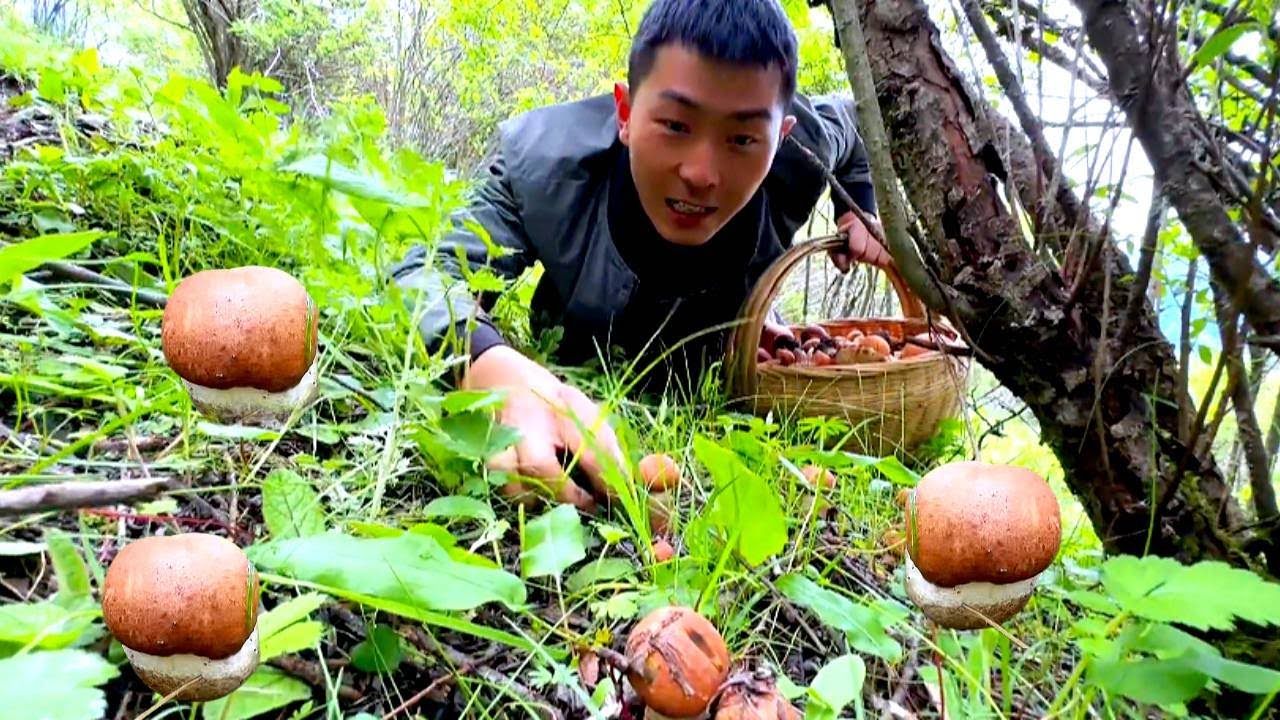 沉浸式採蘑菇來了，真的太治癒了，解壓又治癒！#川農小韓 #food #新鲜采摘 #mushroom #美食 #田園生活 #eat #户外 #沉浸式 #解压