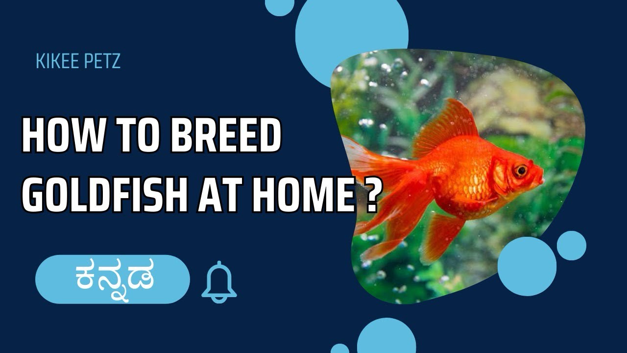 How to breed Goldfish at home? Explained in Kannada