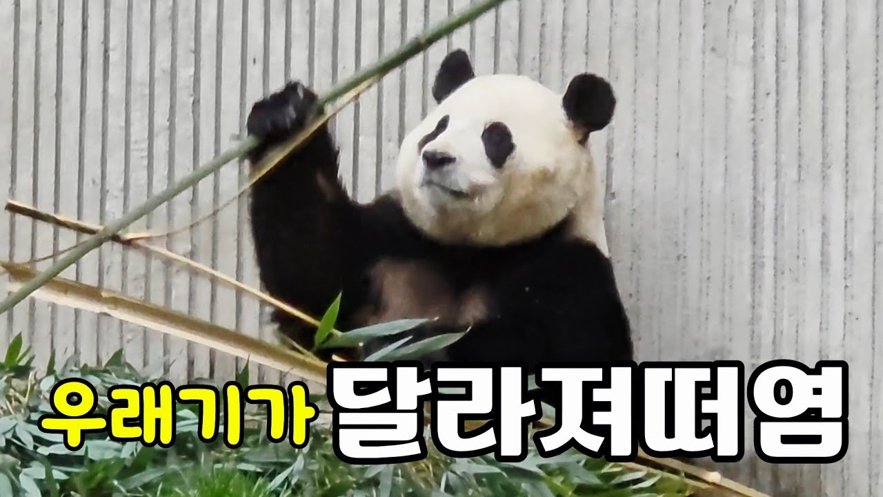 26.3.13 오전1 푸바오실시간 푸모닝~ 우래기 어제보다 더 ??