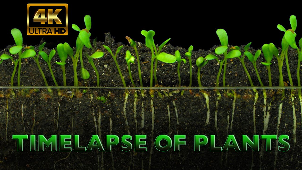 The Time-lapse Of Plants IN 4K, Music by Trevor Kowalski
