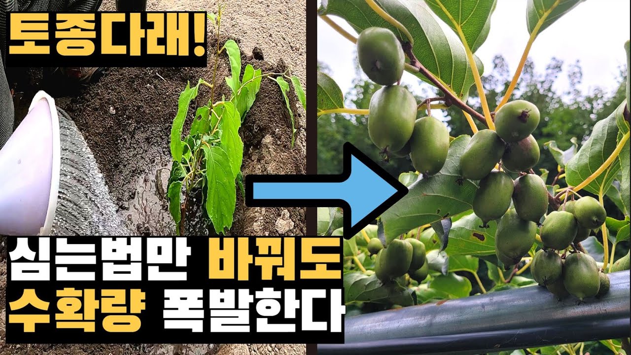 다래나무, 심는법만 바꿔도 수확량 150kg 폭발합니다
