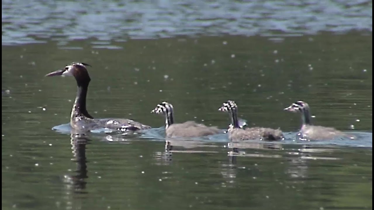 Oiseau migrateur: le grèbe huppé