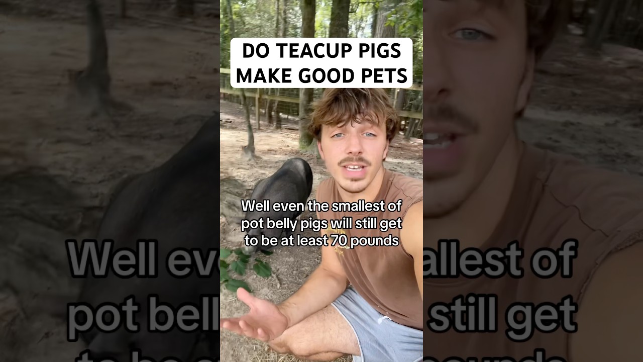 Do Teacup Pigs Make Good Pets?