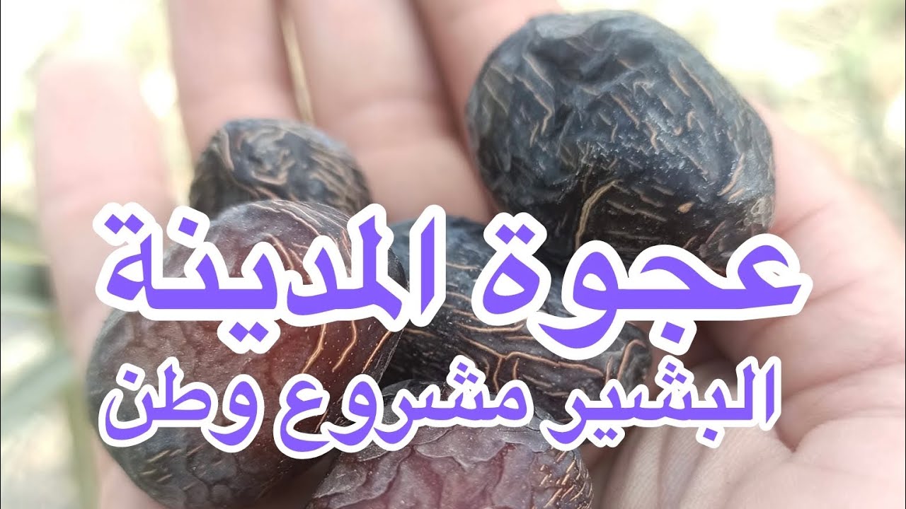 من داخل أروقة شركة البشير أثمار صنف عجوة المدينة 07718477886-07870066660
