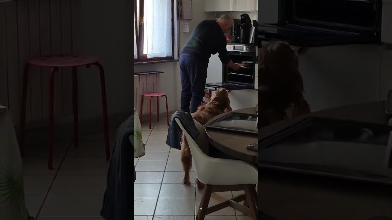 #dog