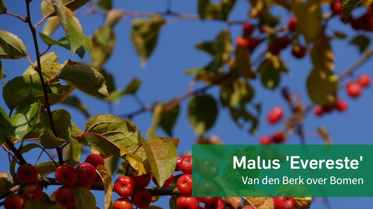 Malus 'Evereste' - Van den Berk over Bomen