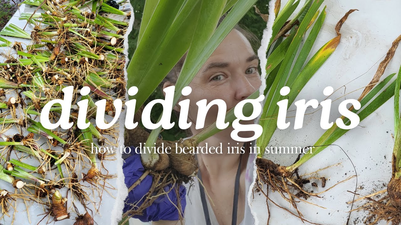 Digging and Dividing Bearded Iris Rhizomes in Summer // Backyard Flower Farm