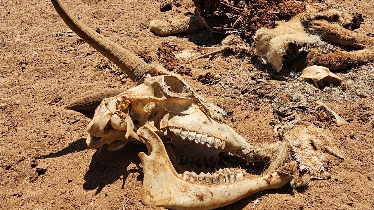 Be Coming A Desert. Somaliland Drought Situation #fyp #climatechange #drought #Somaliland #warzone 