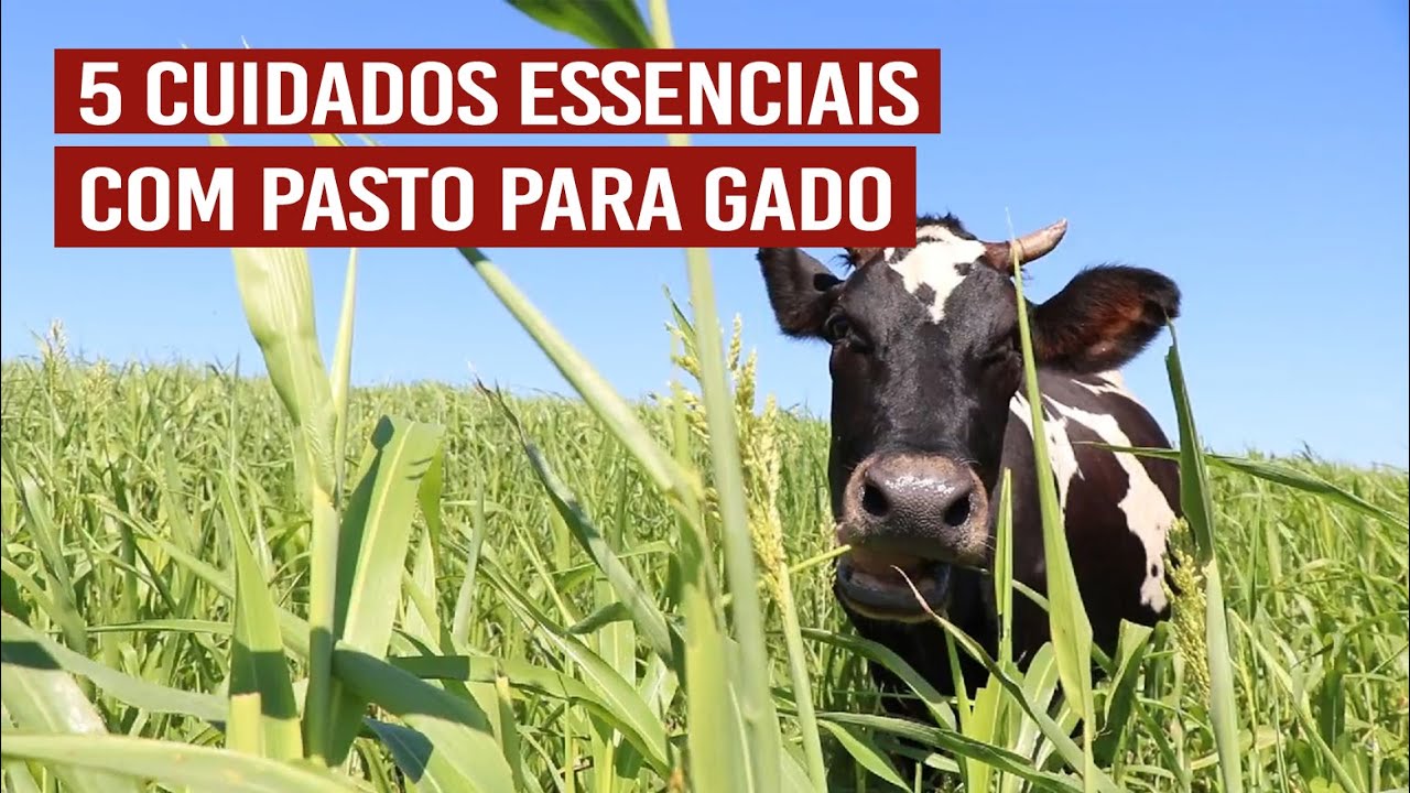 5 cuidados essenciais com pasto para gado