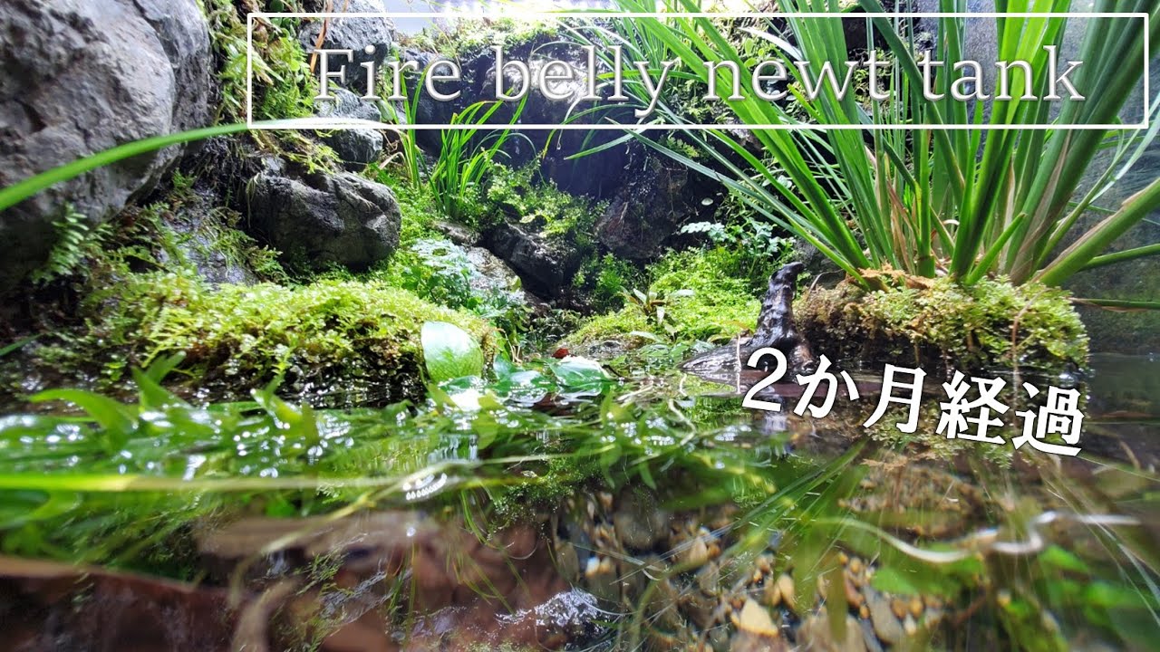 アカハライモリのビバリウム2か月経過報告！