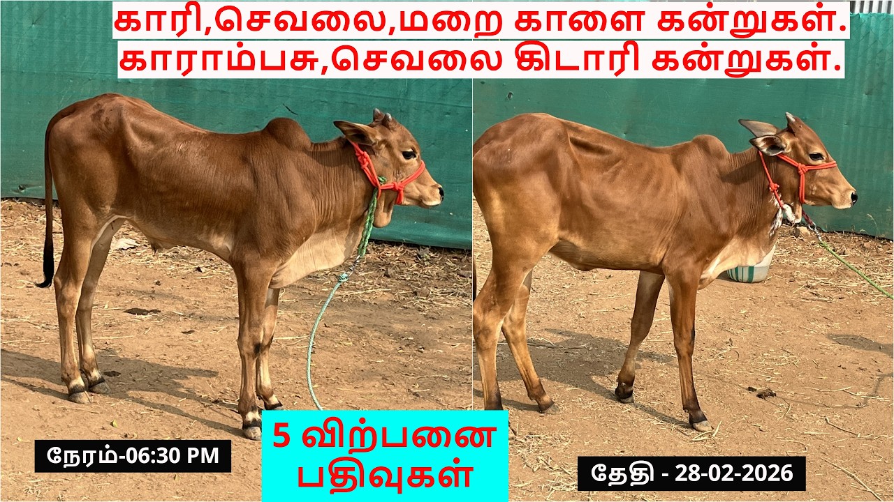5-விற்பனை பதிவுகள்.காரி,செவலை,மறை காளை கன்றுகள்.காராம்பசு,செவலை கிடாரி கன்றுகள்.