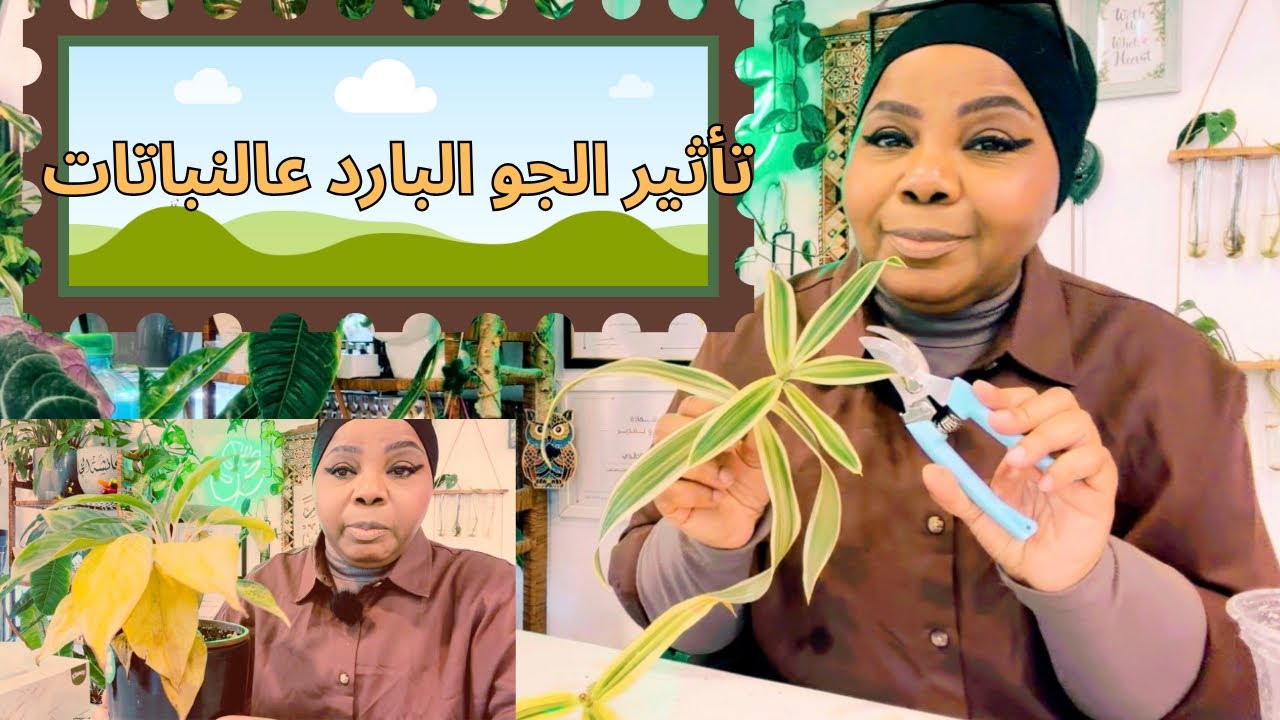 عناية واهتمام النباتات المنزلية | تأثير الجو البارد 🍂