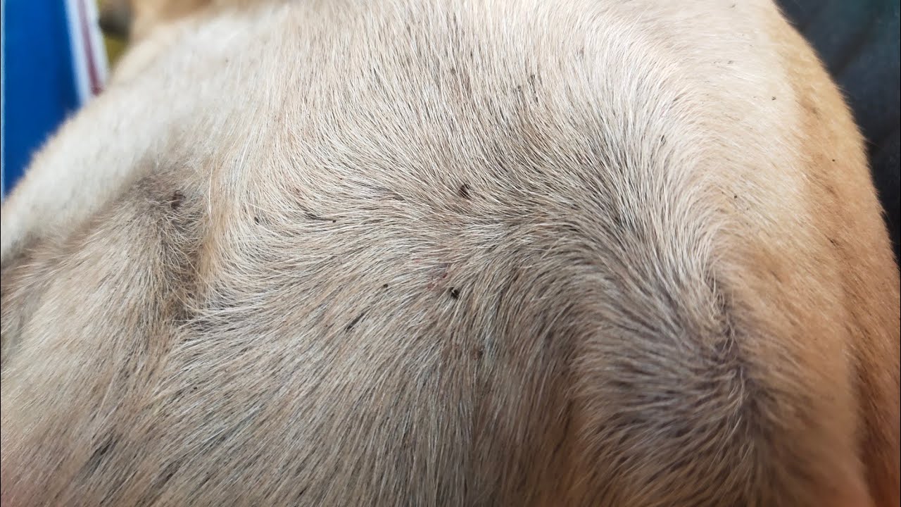 Safe & Gentle Tick Removal from a Dog 🐶✨