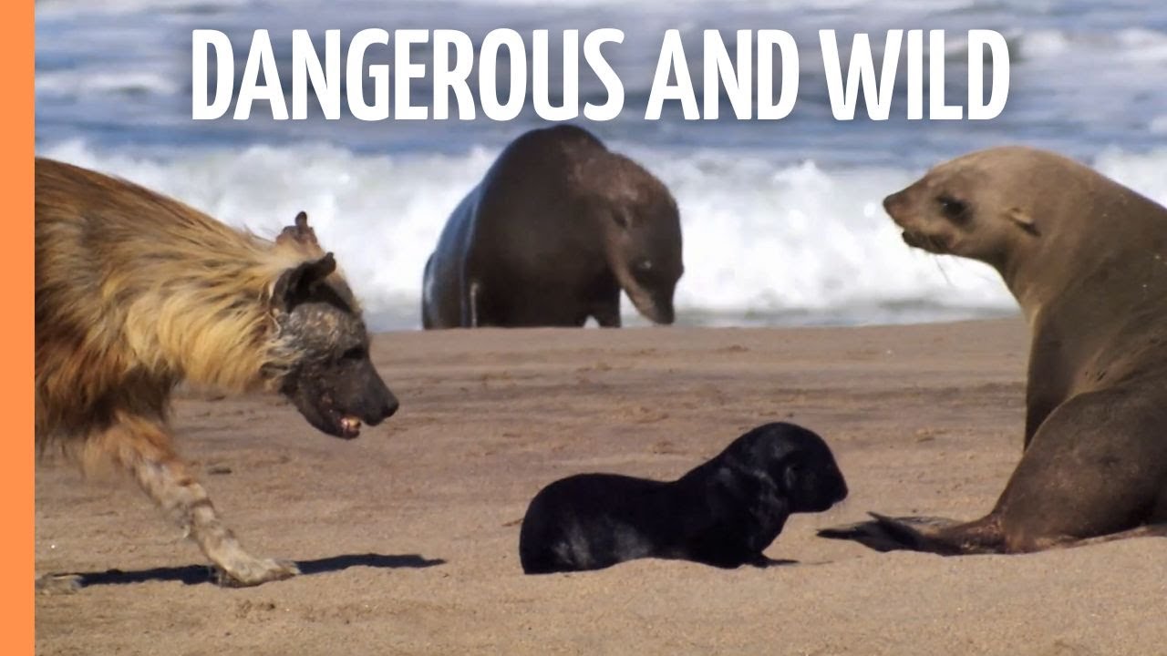 Namibia’s Wild Skeleton Coast - Dangerous and Wild | Full Documentary