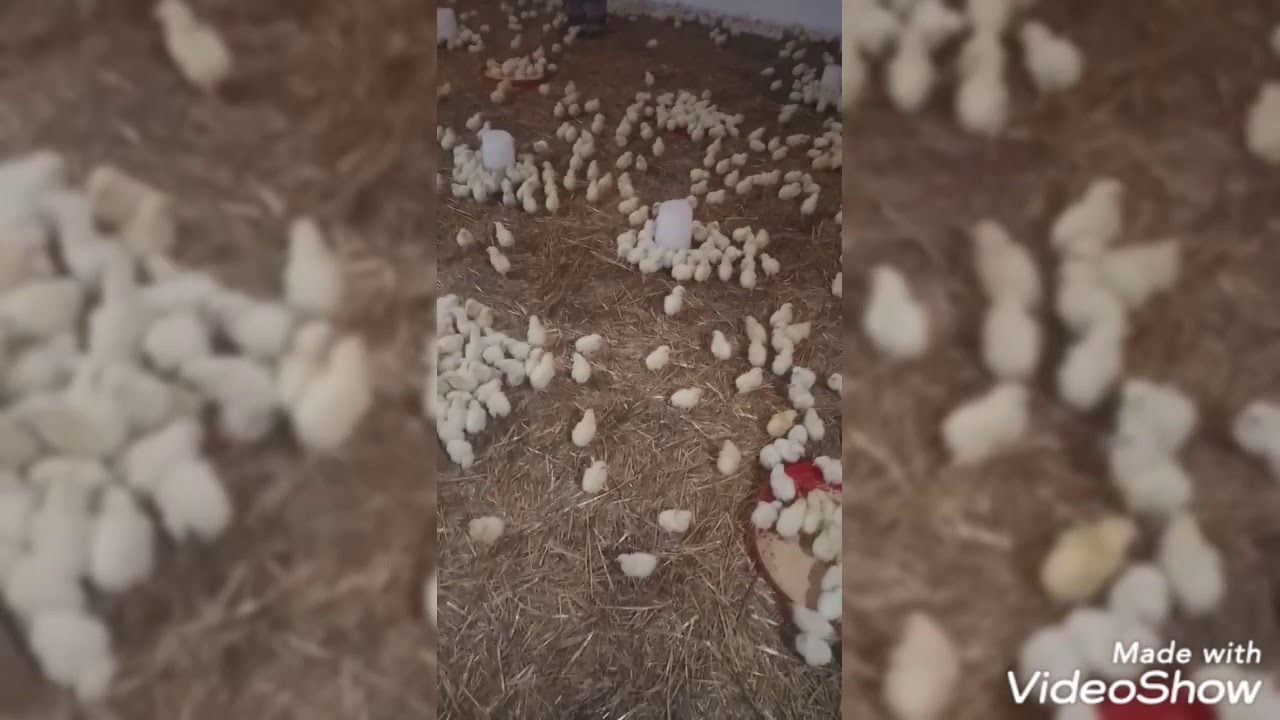 #اليوم_الثاني من تربية الدجاج