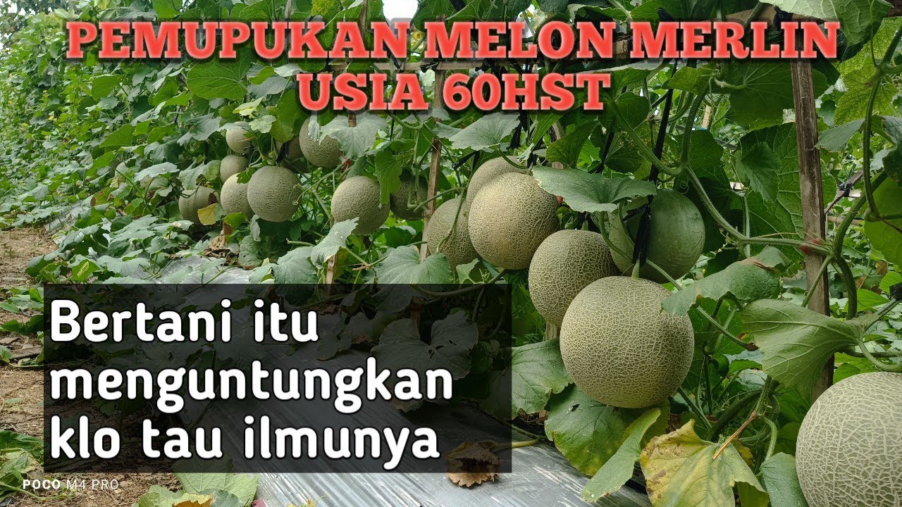 PEMUPUKAN MELON MERLIN USIA 60HST #merlin #farming 