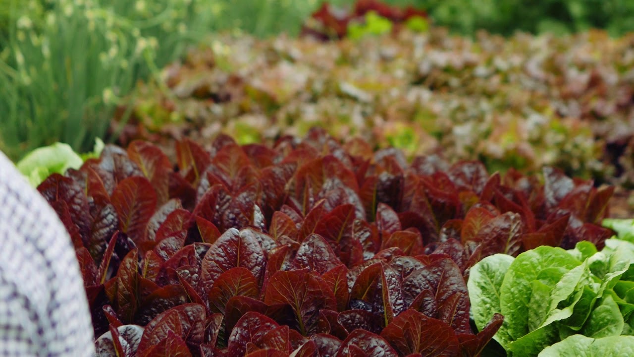Art of Spring Greens Romaine & Red Sail Lettuce GS1808
