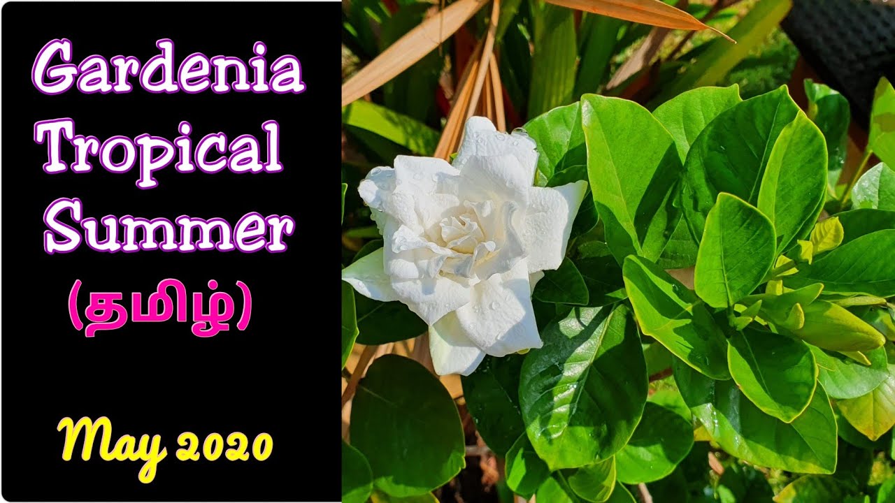 Gardenia. Care and guidance to grow explained in Tamil. (தமிழ்)