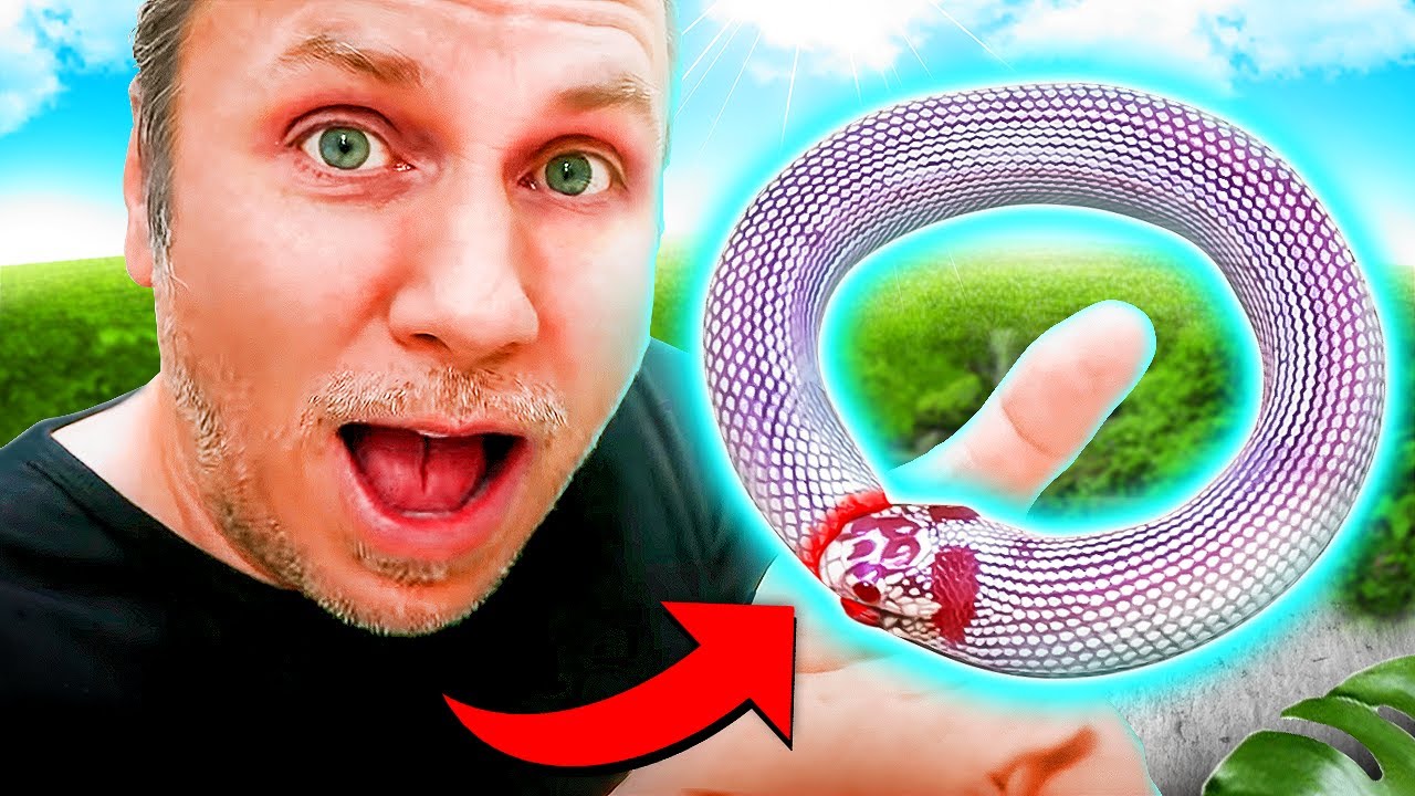 ¡Mi serpiente se está comiendo a sí misma!