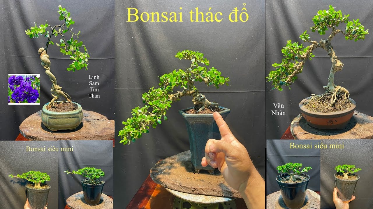 Video 846:Sam núi trái thác đổ, linh sam hoa tím than văn nhân,sam hương indo size siêu mini..