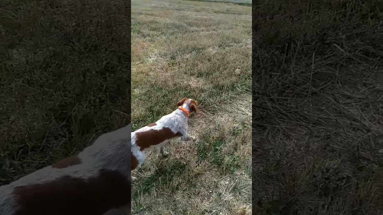 Travail chien d'arr&ecirc;t sur caille
