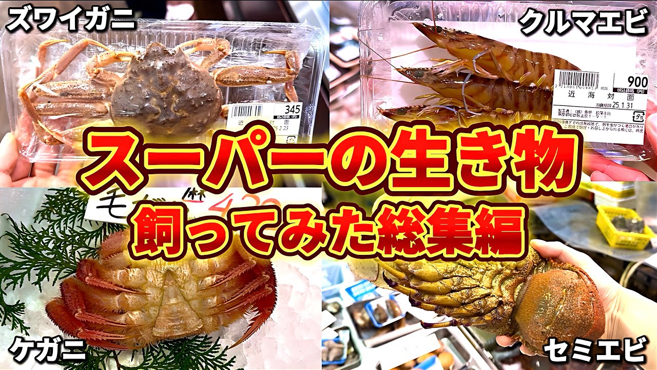 【総集編】スーパーの生き物全部飼ってみた