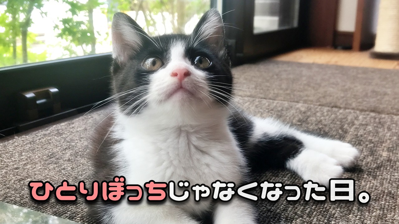 威嚇していた子が、家族を信じるまで。