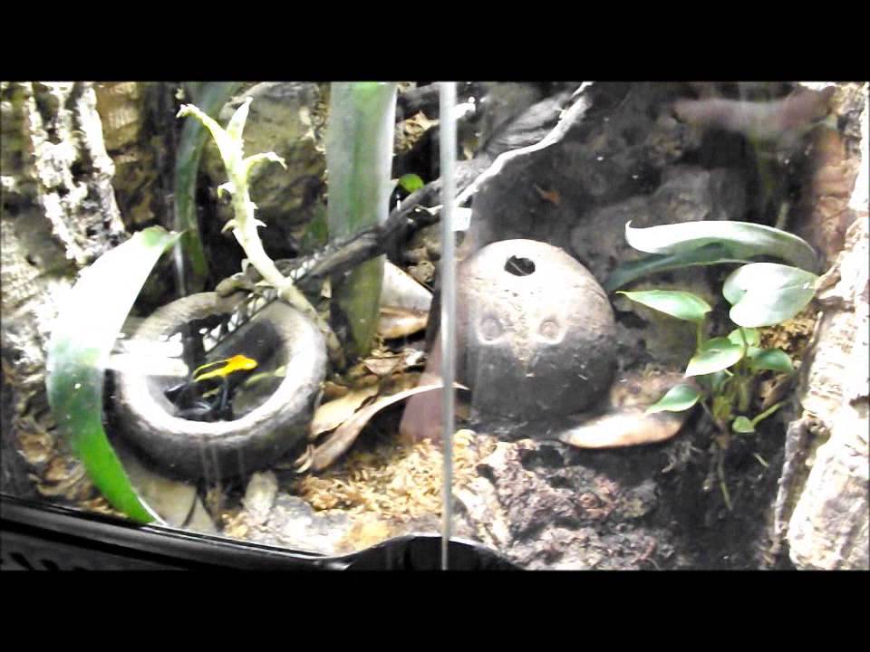 frog room tour