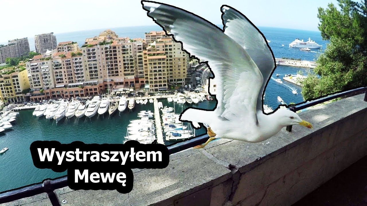Pałac w Monaco , Mewy i Inne 