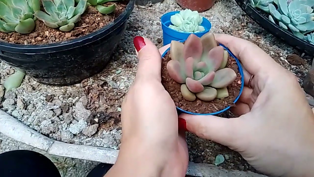 Replante da Mensa 🥰💕#suculentas #arranjofloral #plantas #fyp #foryou #identificaçãodesuculentas 