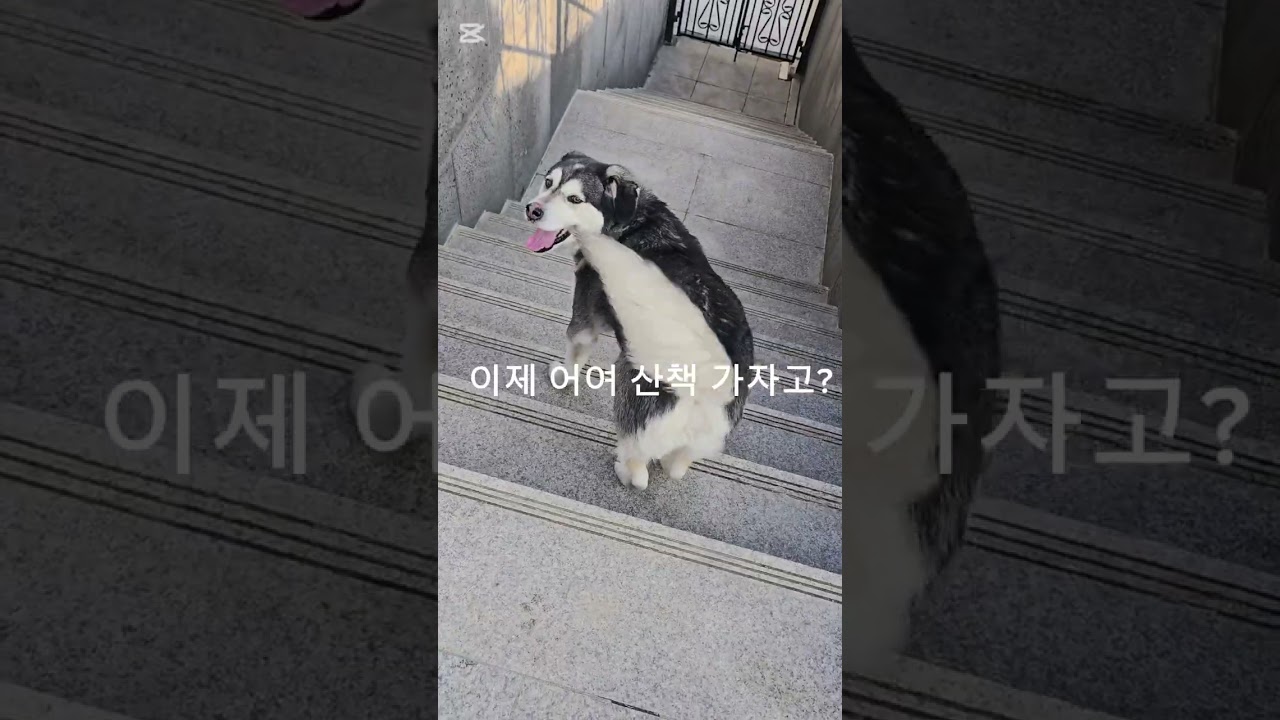 쓰키야산책갈까?#시고르자브로종 ##허스키믹스 #시고르허스키#반려견#강아지