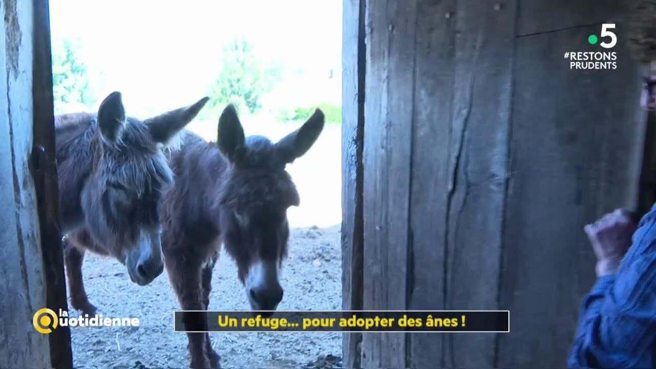 Un refuge...pour adopter des ânes ! - La Quotidienne