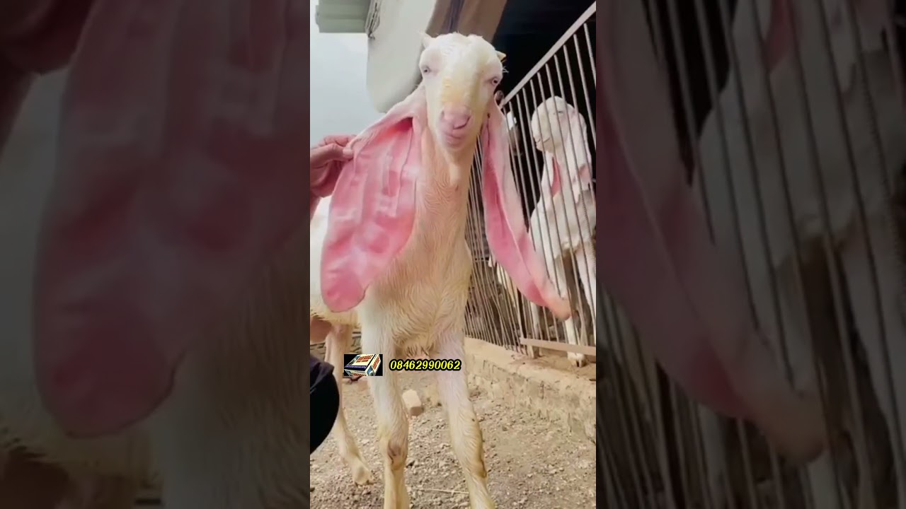 Gulabi Bakra Eid 2023 💫 #shorts #short #viral #trending #youtubeshorts