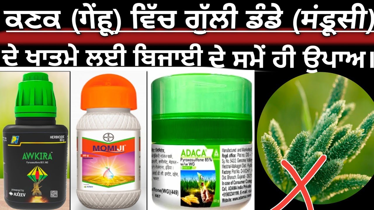 ਕਣਕ ਵਿਚ ਗੁੱਲੀ ਡੰਡੇ ਦਾ ਖ਼ਾਤਮਾ #farming #agriculture #kisan #wheat #herbicide #wheat 